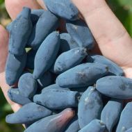 Саджанець Жимолость їстівна Восторг